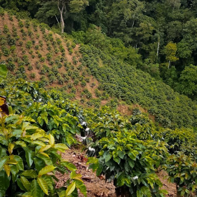 Café de Temporada - Bourbon Rosado Finca El Diviso