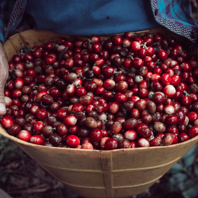 Café Bourbon Espresso - Finca San Alejandria