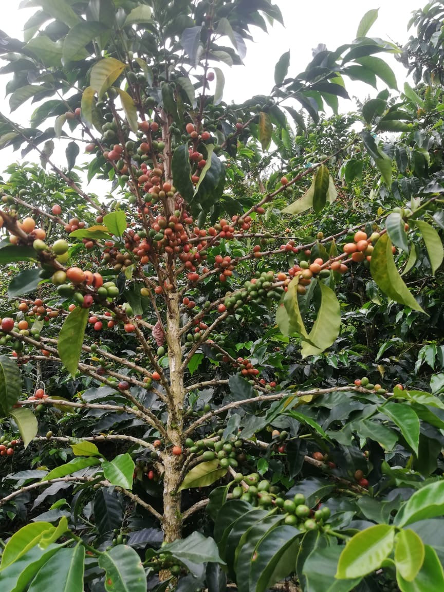 Blend Espresso - Finca The Tree Coffee Farmer