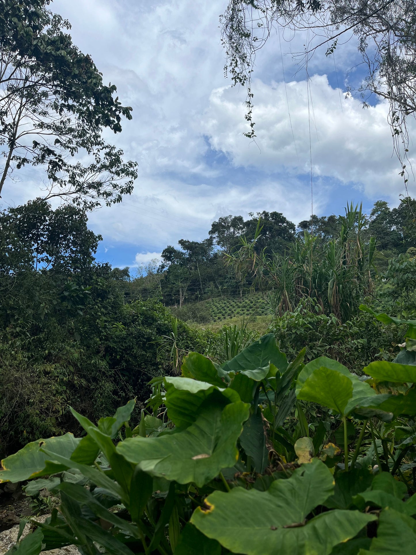 Café de Temporada - Bourbon Rosado Finca The Tree Coffee Farmer