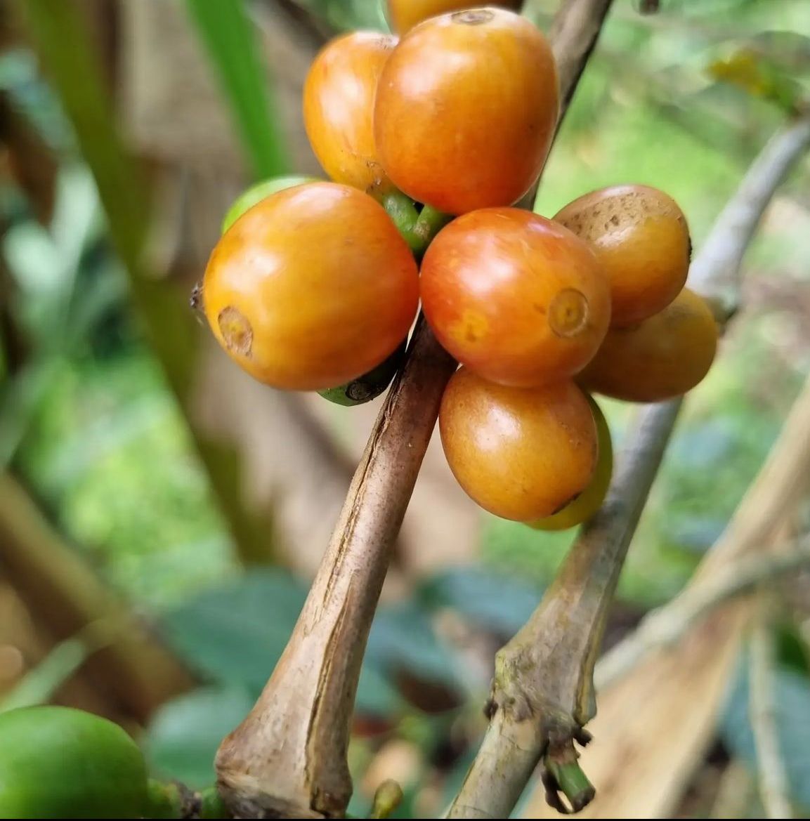 Café Typica - Finca Anaya