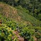 Café de Temporada - Bourbon Rosado Finca El Progreso