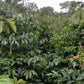 Café Tabi - Finca The Three Coffee Farmer