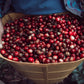 Café Bourbon Espresso - Finca San Alejandria