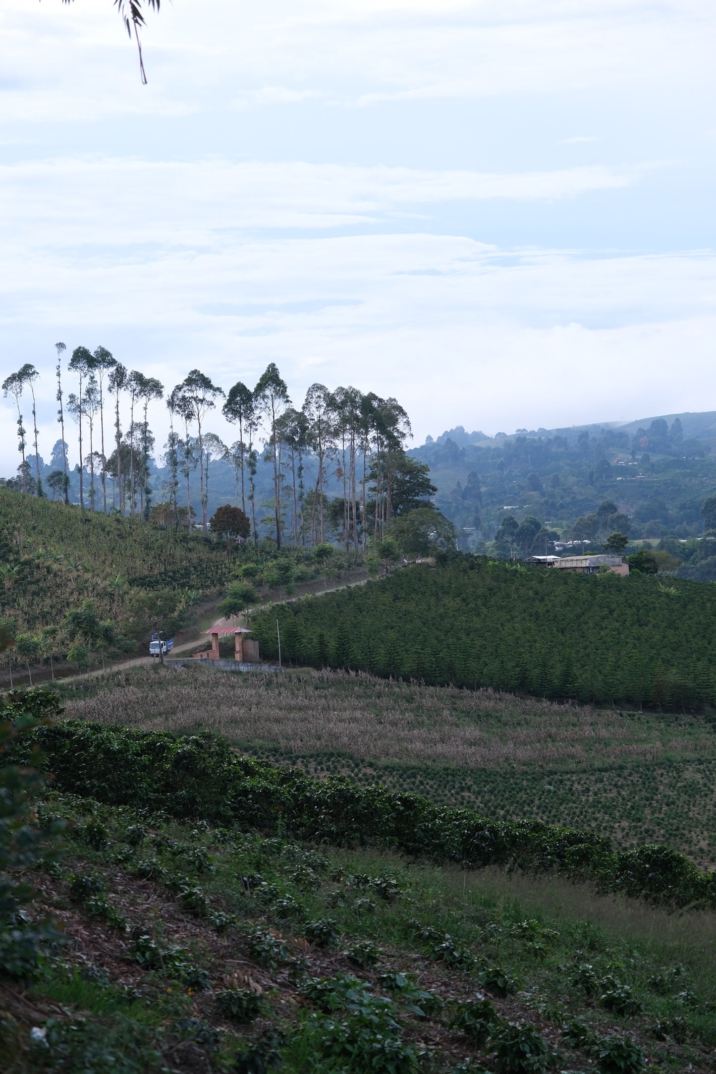 Café Nanolote - Caturra Natural